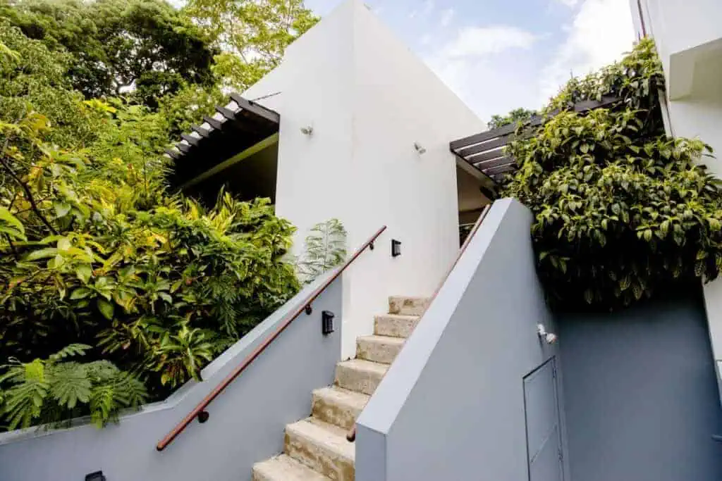 Contemporary house entrance with stairs and lush green plants.